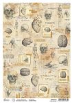 Ciao Bella - A4 Rice Paper - Human Anatomy
