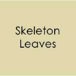 Gina K Designs - Cardstock - Skeleton Leaves