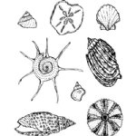 Jane Davenport - Clear Stamp - She Sells Sea Shells