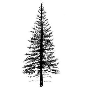 Lavinia - Clear Stamp - Fir Tree 1