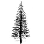 Lavinia - Clear Stamp - Fir Tree 1
