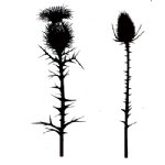Lavinia - Clear Stamp - Thistles