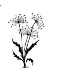 Lavinia - Clear Stamp - Dandelions 2