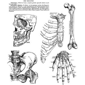 Tim Holtz - Cling Stamp - Anatomy Chart