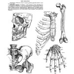 Tim Holtz - Cling Stamp - Anatomy Chart