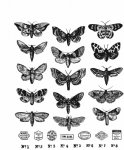 Tim Holtz - Cling Stamp - Moth Study