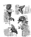 Tim Holtz - Cling Stamp - Botanic Collage