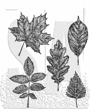 Tim Holtz - Cling Stamp - Sketchy Leaves