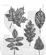 Tim Holtz - Cling Stamp - Sketchy Leaves